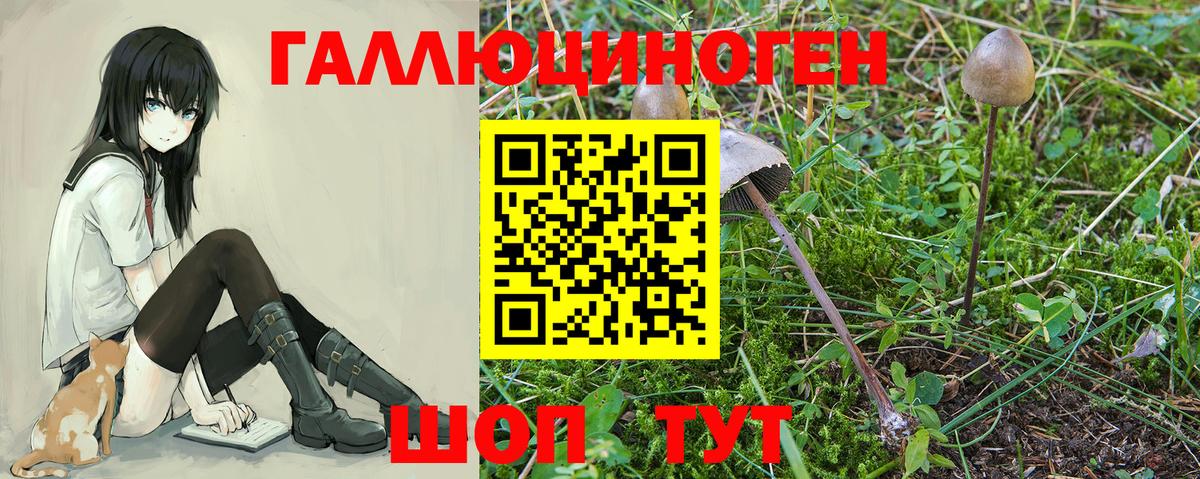 Советск  Псилоцибиновые грибы мицелий  даркнет сайт  Вход с VPN 